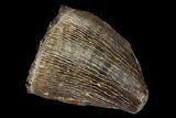 Fossil Mosasaur Tooth - North Sulfur River, Texas #164642-1